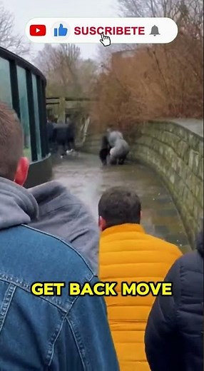 TERRIFYING: Silverback Gorilla Escapes Enclosure! (RAW POV FOOTAGE) #animals
