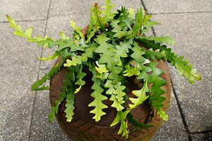 How to care for your fishbone cactus, one of the cutest cacti out there