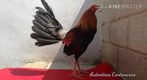 6.9K views · 467 reactions | Listos sus Centenarios amigo. Al gusto del patron esperamos un buen resultado. Puestos con las mejores intenciones.  Hechos en Ozumba Mexico  #AutenticosCentenarios Juan Manuel Bello 5526998705 | Centenario Mex Ozumba Mex | Facebook