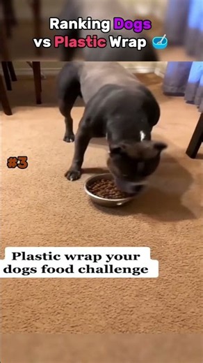 Dogs Reacting to Plastic Wrap 🐶