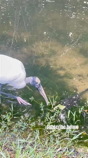 The big fish is right there… and it still says no 😳Not all prey is worth catching #shorts