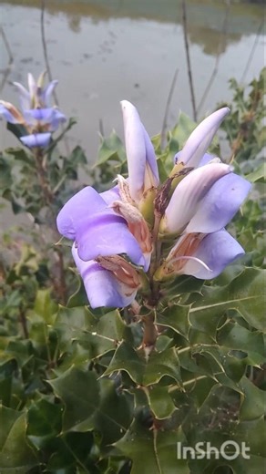 What is the name of this plant🌱 ??? #youtubeshorts #nature #sunderban #MeandMyself415