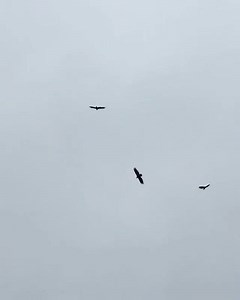 25K views · 528 reactions | Ashton Irwin on Reels | Facebook