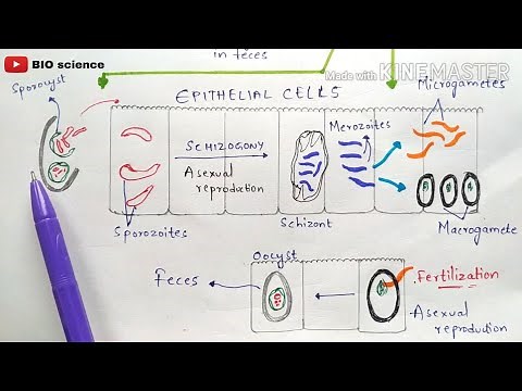Isosporiasis | Isospora belli life cycle | cystoisosporiasis | Cystospora belli life cycle |Symptoms