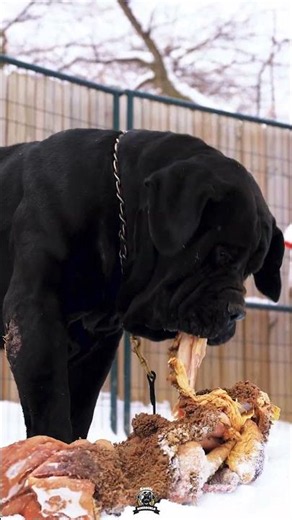 Strongest Bite Force In The Canine World