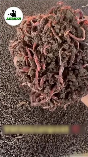 Amazing Vermicomposting for profitable farming #earthwarms #vermicompost #facts #farming