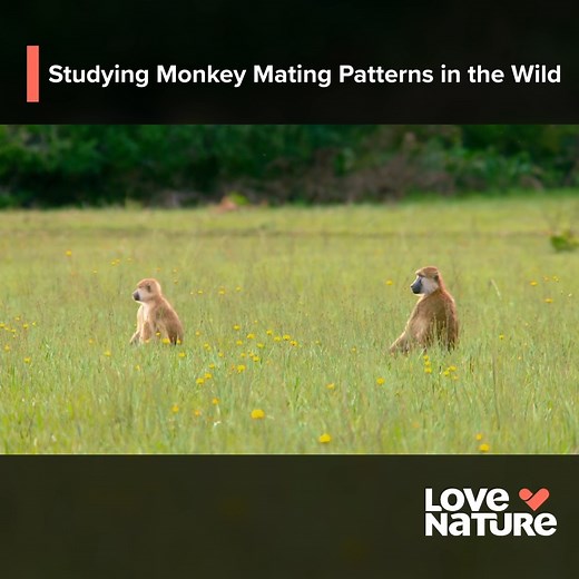 Madonna, the first Kinda baboon ever studied from birth to adulthood, embarks on a journey to find a mate. Kinda baboons, recently identified as their own species, remain little known, but Madonna’s journey is changing that. Set in Zambia’s Kasanka National Park, the lush wet season offers abundant food and an extraordinary backdrop with the world’s largest fruit bat migration. Accompanied by a team of pioneering researchers, Madonna faces tough decisions as she navigates love triangles and troo