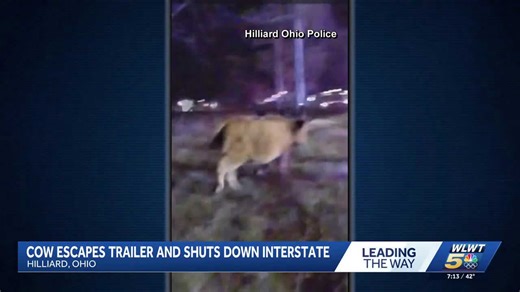 Cow escapes trailer, shutting down Ohio interstate