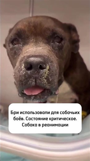 Бри попала в реанимацию. Произошла остановка...