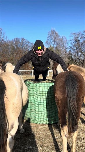 Horse push-up challenge #horse #equestrian #hobbyfarm #pushups #equestrianjourney #horseenthusiast