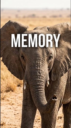 The Elephant's Memory: Intelligence & Survival in the Desert | African Wildlife Documentary