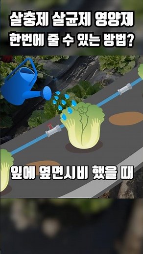 살충제 살균제 영양제 혼용 및 살포방법 이렇게 하세요! #농사기초