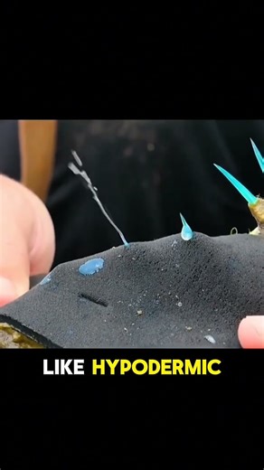 STOP! If You See This “Rock” While Swimming—DON’T TOUCH IT #stonefish #animalfacts #animals #shorts