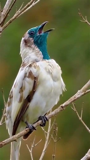 Gorgeous Melodic Birdsong 🌳Pleasant Bird Sounds to Calm Nerves & Fall Asleep
