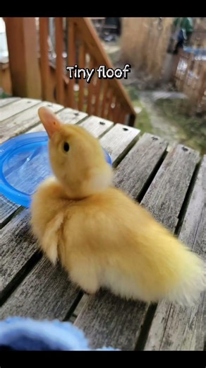 Baby "la bew bew" 🤣 (He was so tiny) #duck #ducksofyoutube #duckling #baby #cute #petduck #fyp #pet