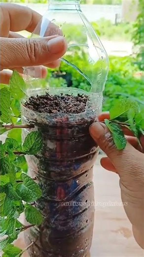 Learn to grow your own food at home 🥦🥬 #hydroponics