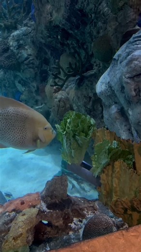 Meet the grey angelfish! These graceful, curious reef dwellers in our Great Maya Reef exhibit can often be found nibbling on their favorite treat - crunchy lettuce! 🥬 | Audubon Aquarium