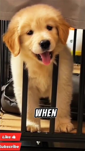 ​I caught my dog doing the one thing I specifically told him not to do #shorts #guiltydog #viral