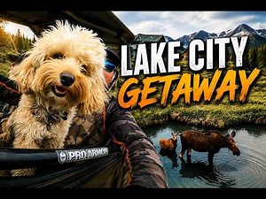 Camping with Moose in Lake City, CO|Beating the Heat in Colorado's High Country