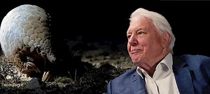 World Pangolin Day 2022 - Wildlife Trade News from TRAFFIC