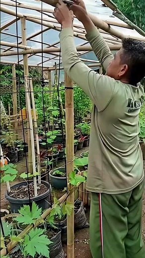 The EASIEST DIY Vertical Trellis for Grapes! 🍇🌱 #Shorts #GardeningHacks
