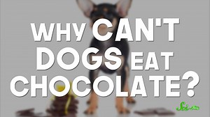 18K views · 173 reactions | It's hard to say no to those adorable faces, but you definitely should not let your dogs have chocolate. | SciShow | Facebook
