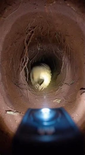 You’ve never seen an animal like this… 😳🐾 #hiddenanimalworld #wildlife #animalburrowlife