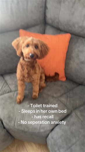 The things no one tells you about dogs 🤩🤩🤩🤩 #dog #dogsoftiktok #cockapoo #cockapoosoftiktoks