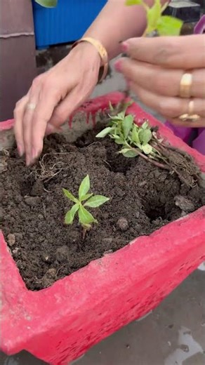 🌿How to Grow Balsam Plant 🪴 #ytshorts #gardening #gardeningtips #flowers 🌺🌸#plants #shortfeed