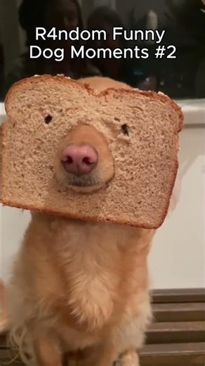 R4ndom Funny Dog Moments 😂🐶 | Part 2