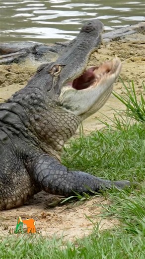 Alligators hunt better in the water! #shorts #shortsfeed #alligator #crocodile #wildlife