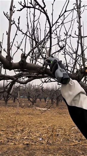 pear tree pruning #farming #satisfying #pruning #shotsvideo