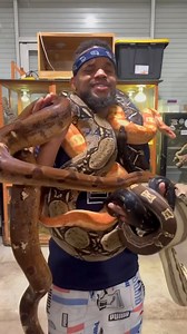 Can I Hold 5 Boa Constrictors At Once Without Falling Down- #Snake #King #Video #Clip #Sankeking - Snake King - Snake King · Original . 362260490091782 | Luiza Ferrari Chavez | Facebook