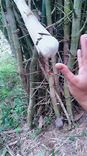 hewan ini ada di dalam bambu #amazing #anime #animals