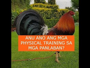 Sabong tips ANU ANO ANG MGA PHYSICAL TRAINING SA MGA PANLABAN?