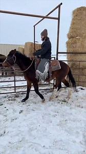 11K views · 440 reactions | A look inside one of our recent training sessions with this colt Lefty. | Silver Spur Ranch Idaho | Facebook