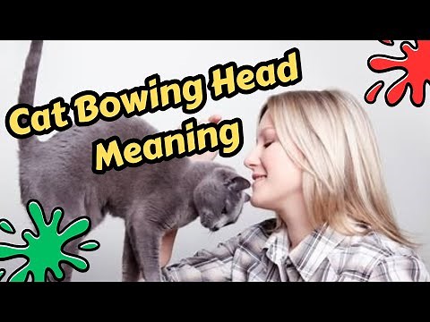 This Is Why Your Cat Bows Its Head To You