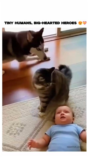 Creative Zack on Instagram: "This 59-second video montage captures tender moments of Huskies, cats, and other pets comforting crying infants through nuzzling, playing, and gentle proximity, evoking widespread delight with 190,000+ views in 24 hours. Posted by @amazinganiamals , an account curating animal content, it sparks mixed replies including emojis of joy and accusations of being AI-generated, amid rising scrutiny of synthetic pet videos on social media. A 2016 PLOS ONE study found pet dogs