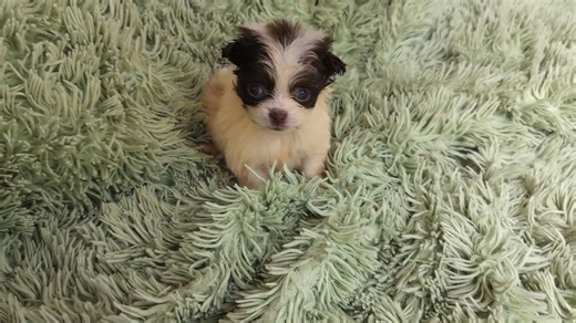 Chi-Poo - Chipoo puppy for sale