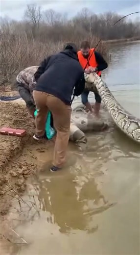 Anaconda Attacks Fisherwoman — People Rush to Save Her