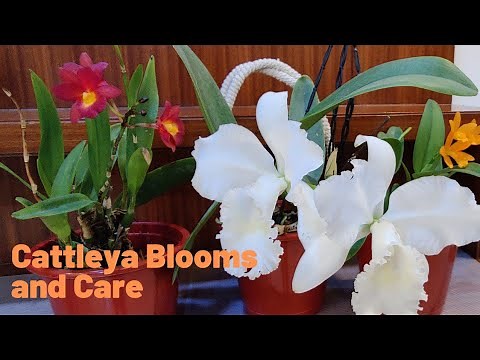 Blooming Cattleya Orchids and Care tips