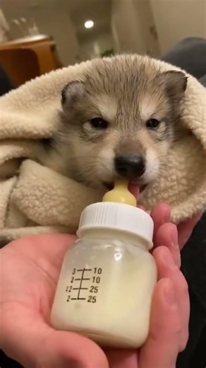 A Wolf Left Her Pup #WolfPup #AnimalRescue #WinterStorm #WildlifeMoments #Wholesome #SaveAnimals
