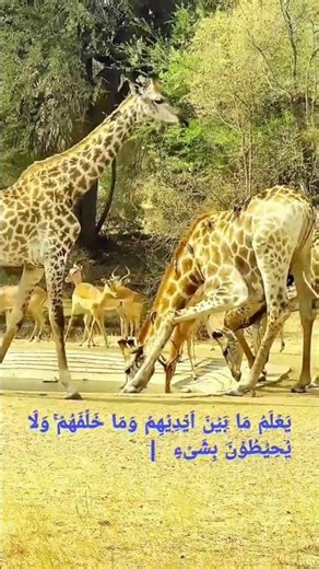 Peaceful Movement of a Zebra in the Grassland || #animals #funnyshorts #viral #hasithatta #funny