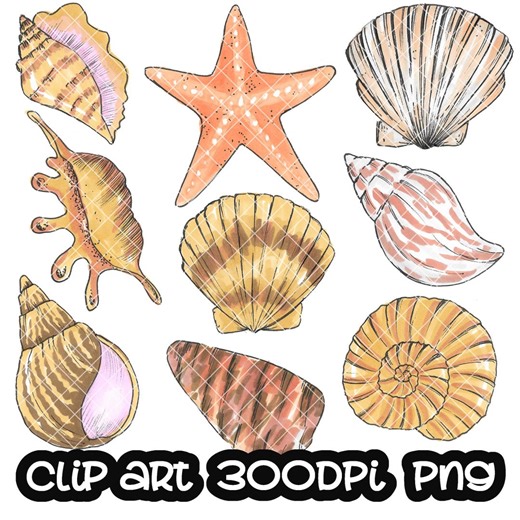 Seashell Clip Art Watercolor Digital Clipart PNG - Etsy