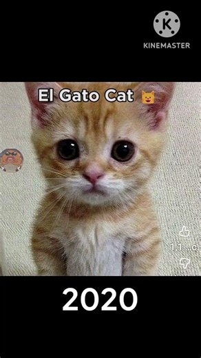 iconic memes who died #funeral #memes #shorts