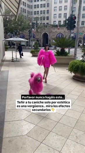 Cuidados Caniche on Instagram: "Teñir a un caniche solo por estética no es algo inocente, aunque en redes parezca “bonito”. Desde un punto de vista profesional, puede tener efectos secundarios reales en su salud física y emocional. 🔬 A nivel de piel y pelo: muchos tintes contienen químicos que alteran el pH natural del caniche, provocando irritaciones, alergias, picor intenso, caída del pelo y dermatitis. La piel del caniche es muy sensible y absorbe fácilmente estas sustancias. 🧠 A nivel emoc