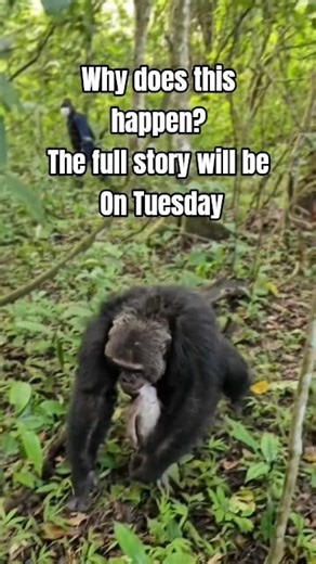 SMILING AT A CHIMPANZEE? 🐒 SEE WHAT HAPPENS!