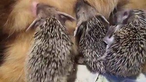 These cute baby hedgehogs lost their mom but found comfort in the loving arms of this adorable cat | Rumble