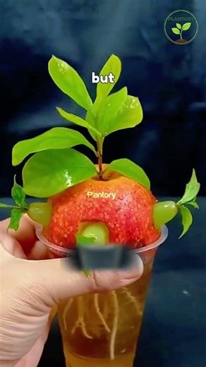 Grow Apple Seedlings Fast Using Natural Root Boosters 🌱#PlantPropagation#FruitTreeGrafting #Plantory
