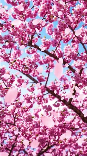 🌸 Sakura Falling Petals Live Wallpaper 4K